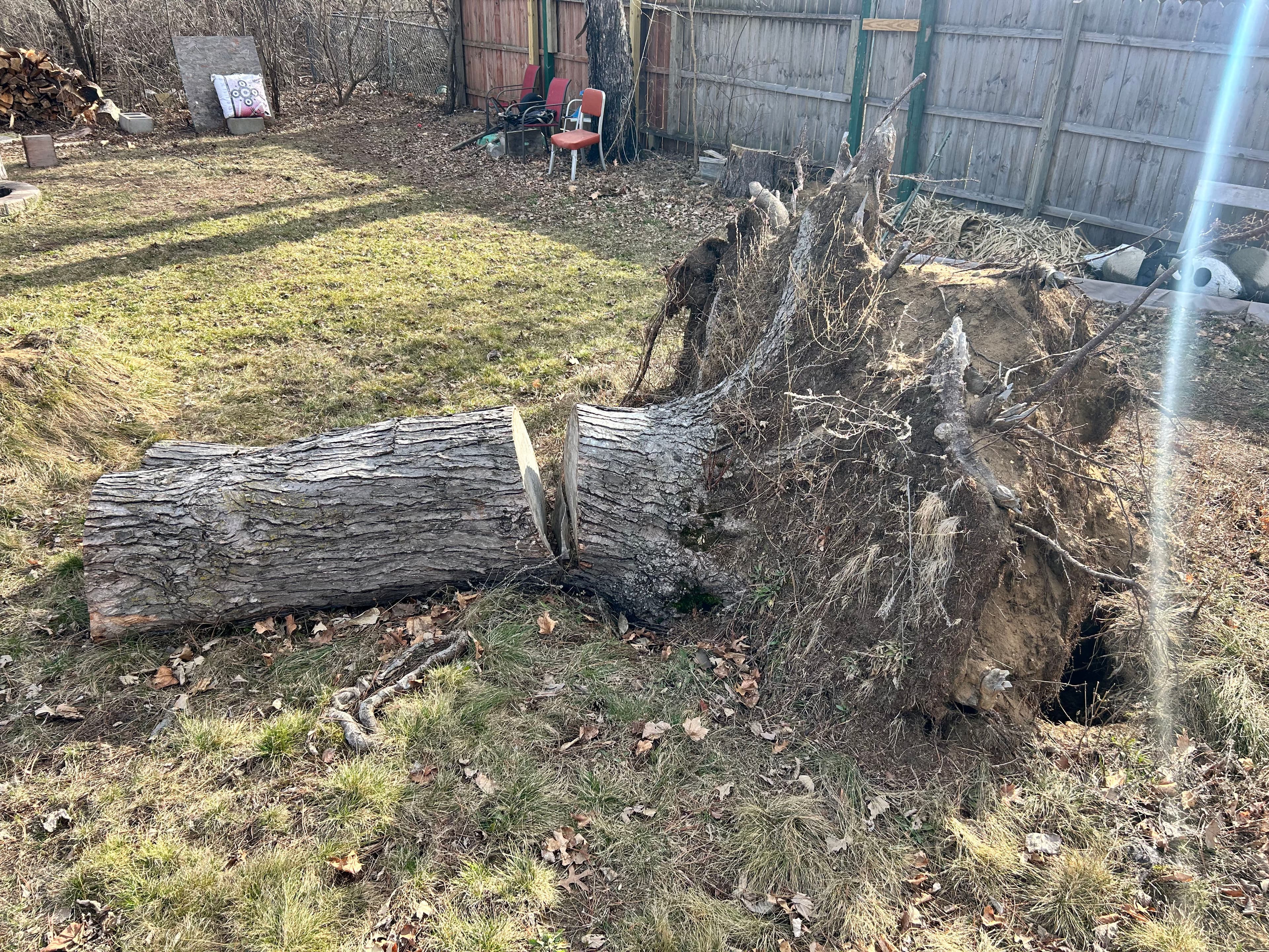 Project Stump Removal Done Right - Full Grading and Grass Seed Finish image