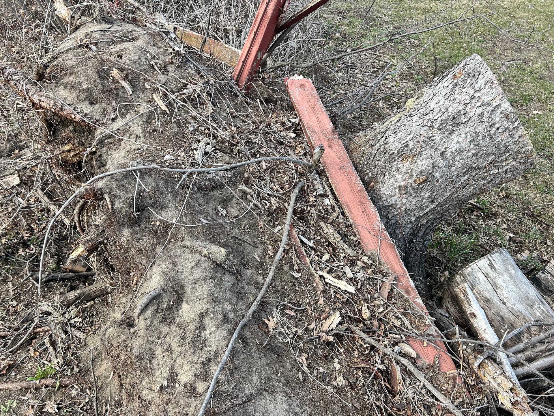 Gallery photos for Stump Removal Done Right - Full Grading and Grass Seed Finish: Image #4