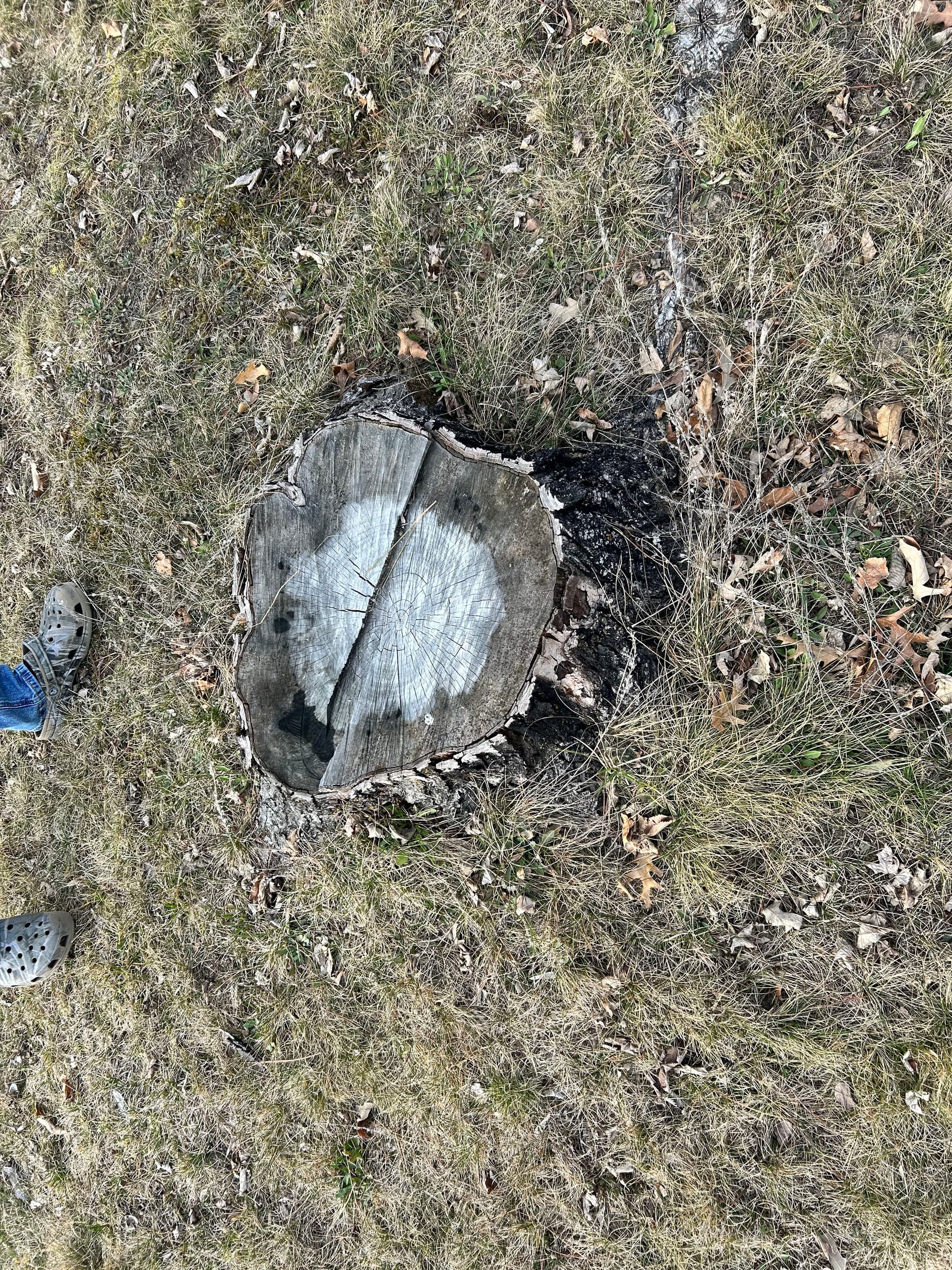 Gallery photos for Stump Removal Done Right - Full Grading and Grass Seed Finish: Image #5