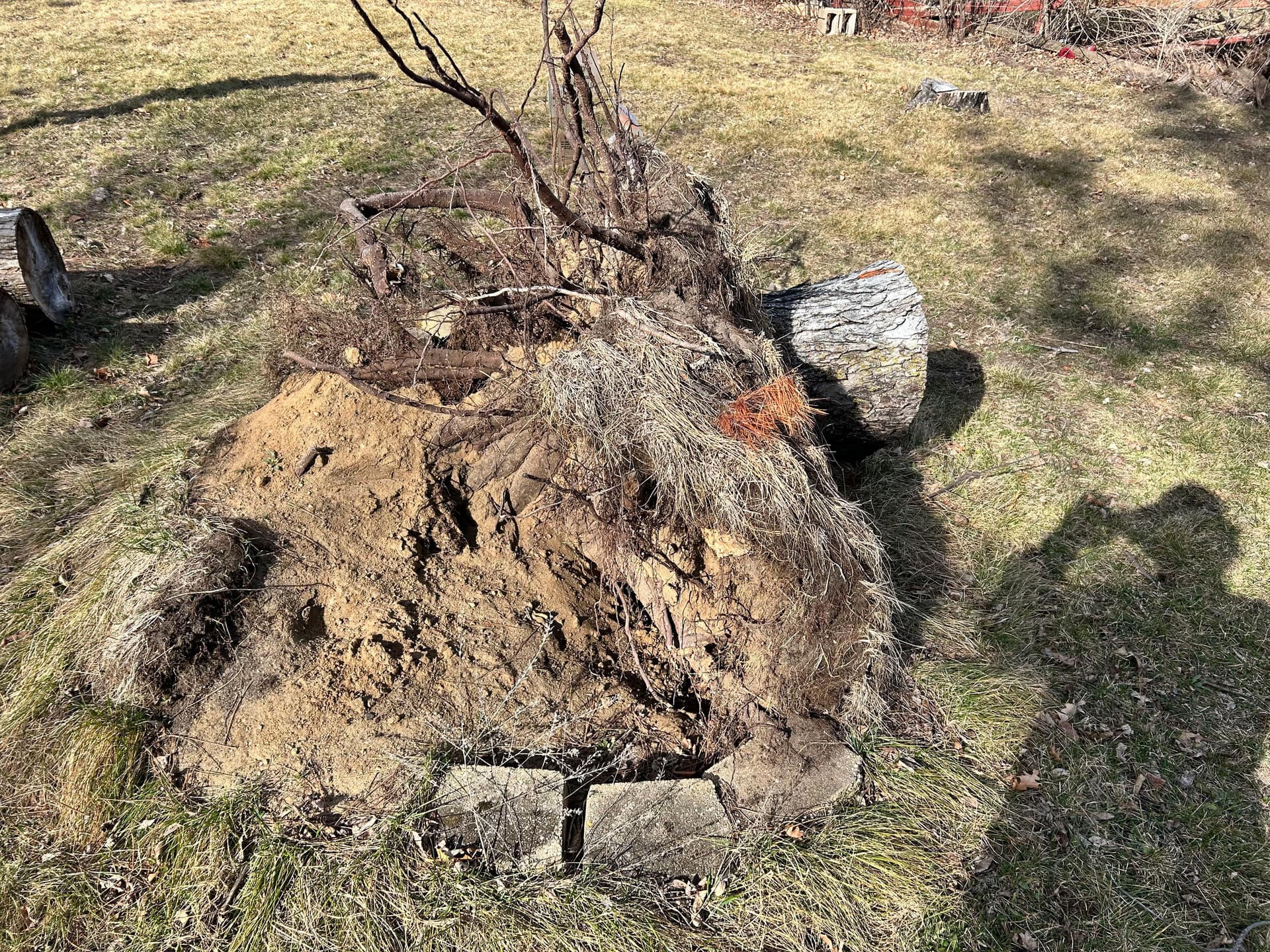 Gallery photos for Stump Removal Done Right - Full Grading and Grass Seed Finish: Image #2